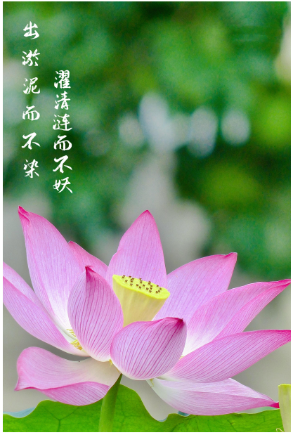 10摄影《青莲（清廉）》三特索道.png